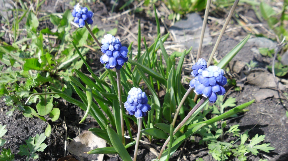 первоцвет майский