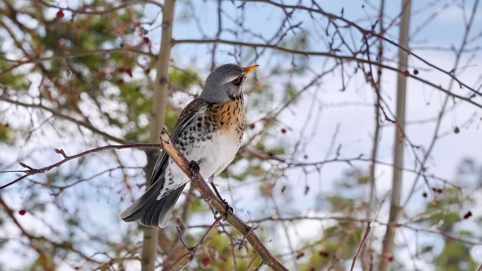 Дрозд-рябинник (Turdus pilaris)