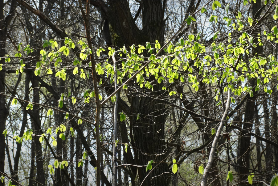 Апрельская улыбка