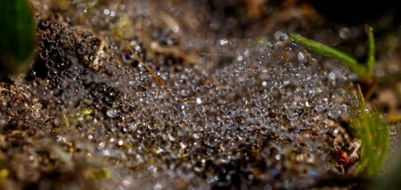 Кружева бисера