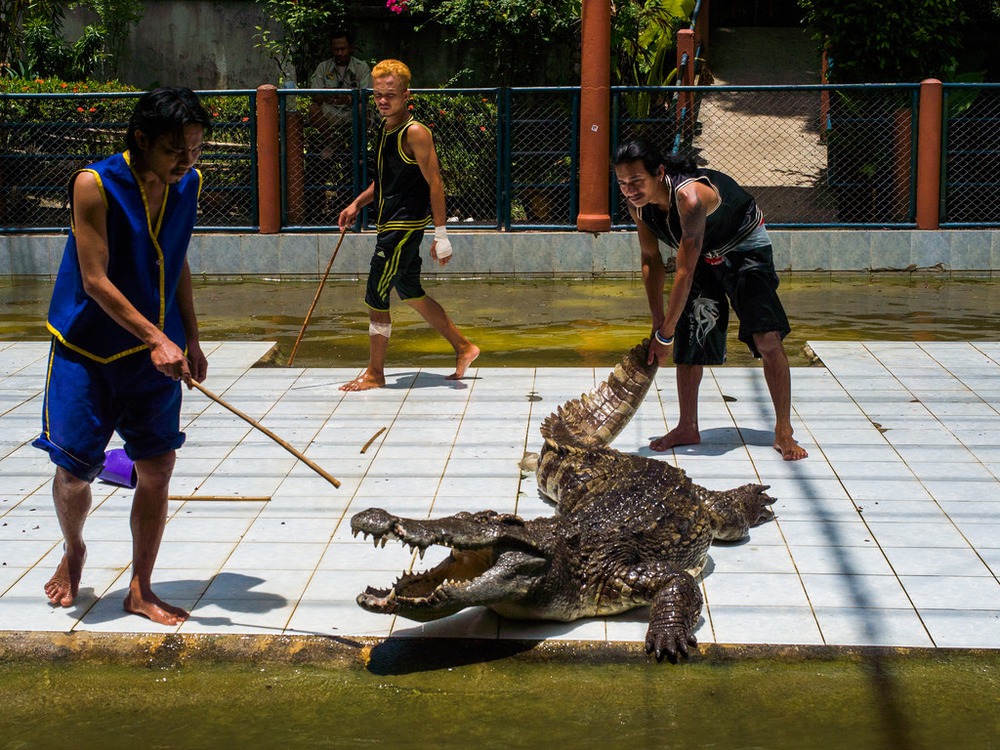 Naughty crocodile