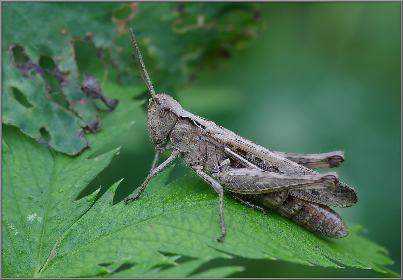 Chorthippus brunneus-biguttulus-mollis