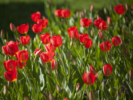 Тюльпаны