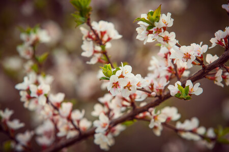 цветы вишни