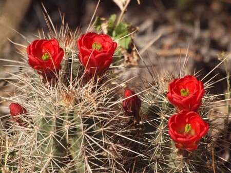 Цветущий кактусенок