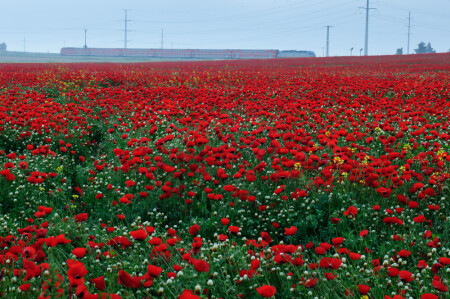 Красное море анемонов