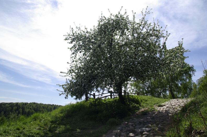 Яблоня в Плёсе