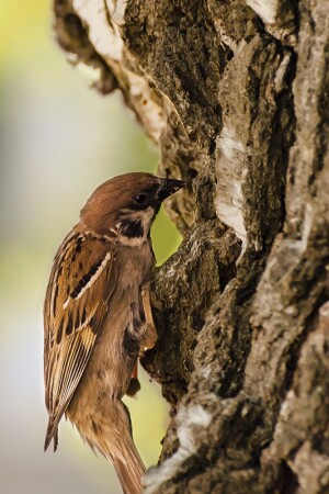 Охота на охотника 2