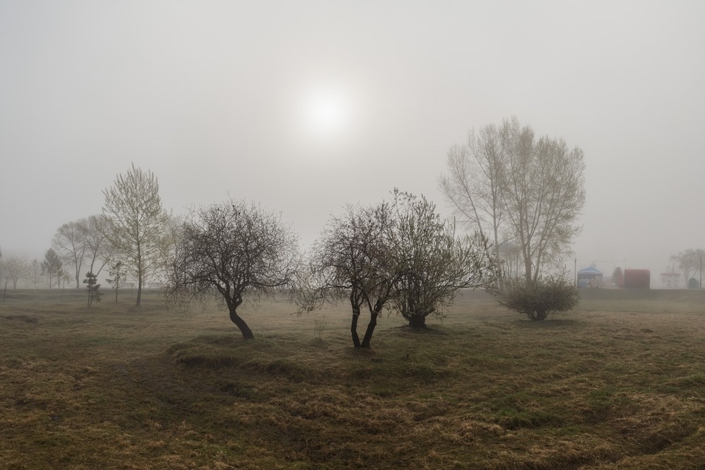 Утро в парке.