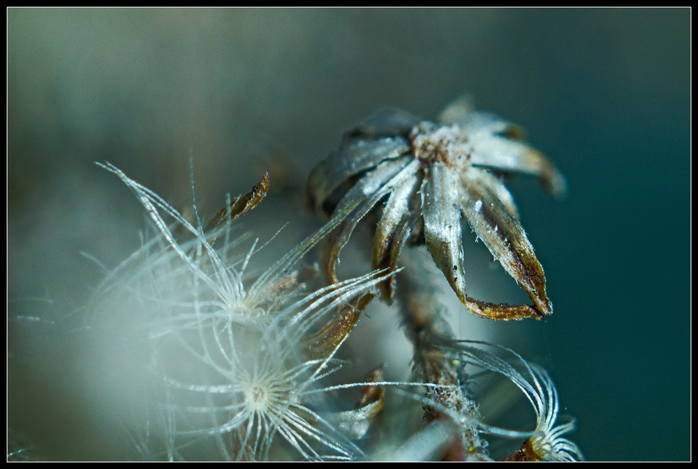 Dry flowers