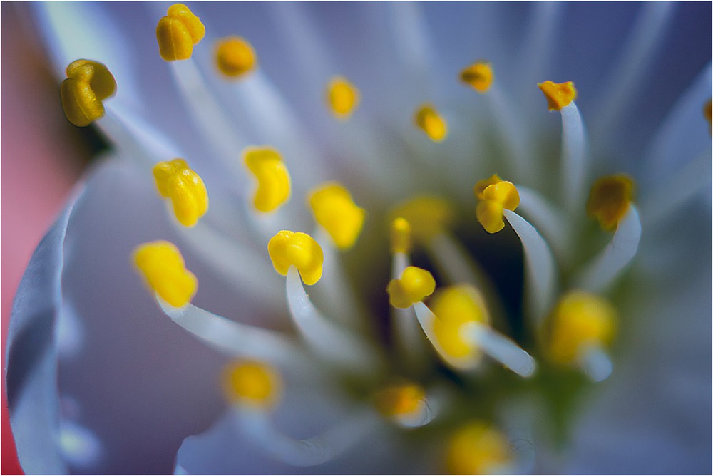 Gold spray (Cherry blossom)