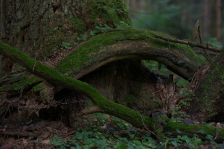 ветки-корешки