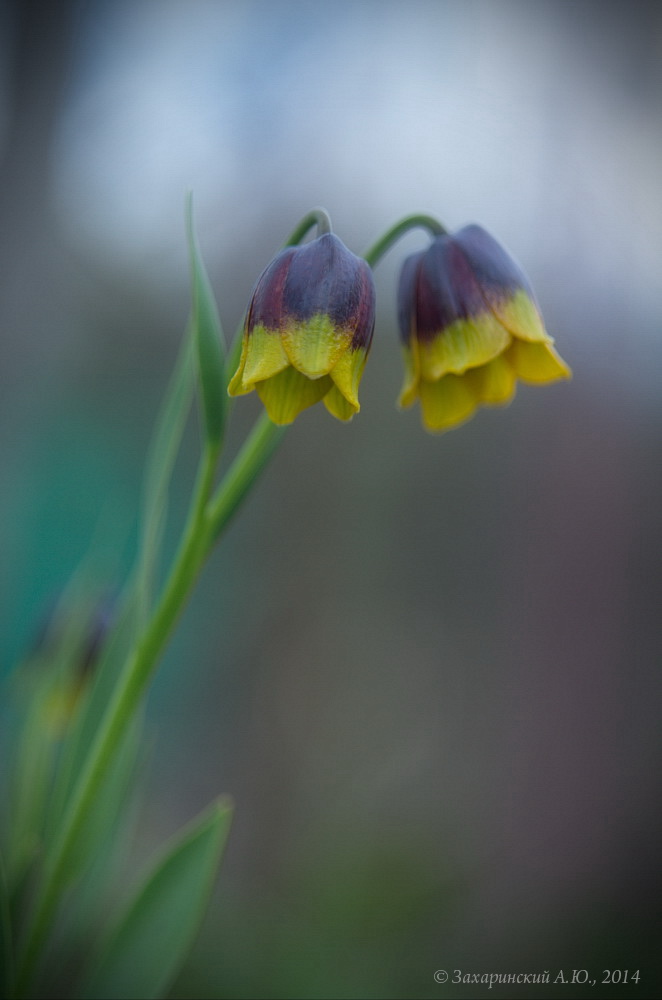 Рябчик Михайловского - Fritillaria michailovskyi