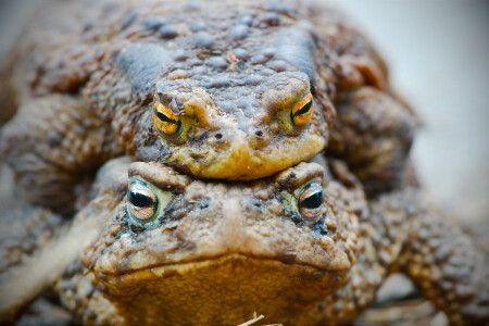 Жабья любовь