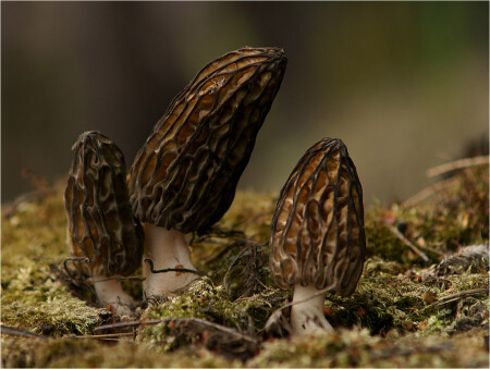 Verpa bohemica