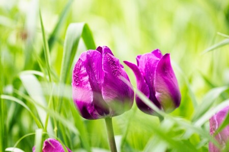 Просто тюльпаны