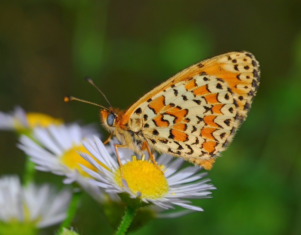 Melitaea