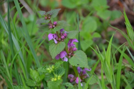 Весна пришла