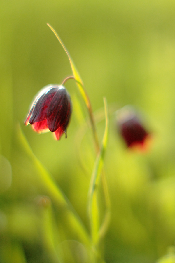 Рябчики Fritillaria