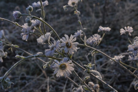 Суровая весна
