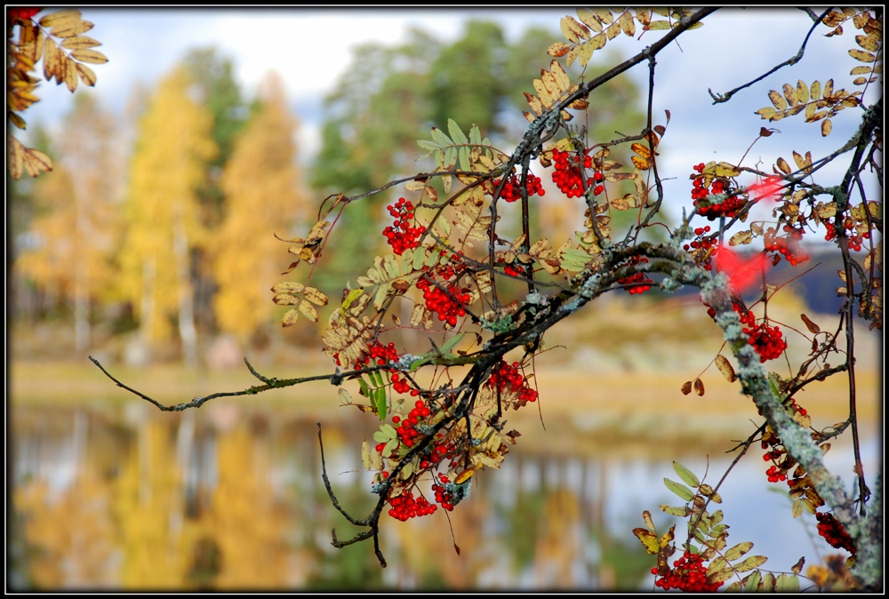 Сердце осени