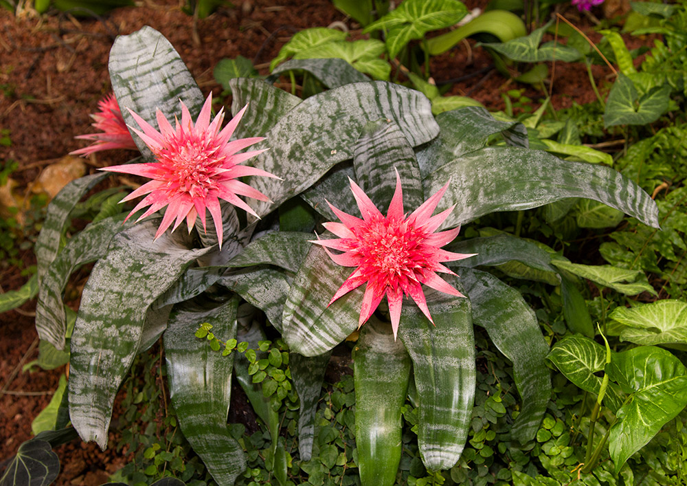 Эхмея (Aechmea)