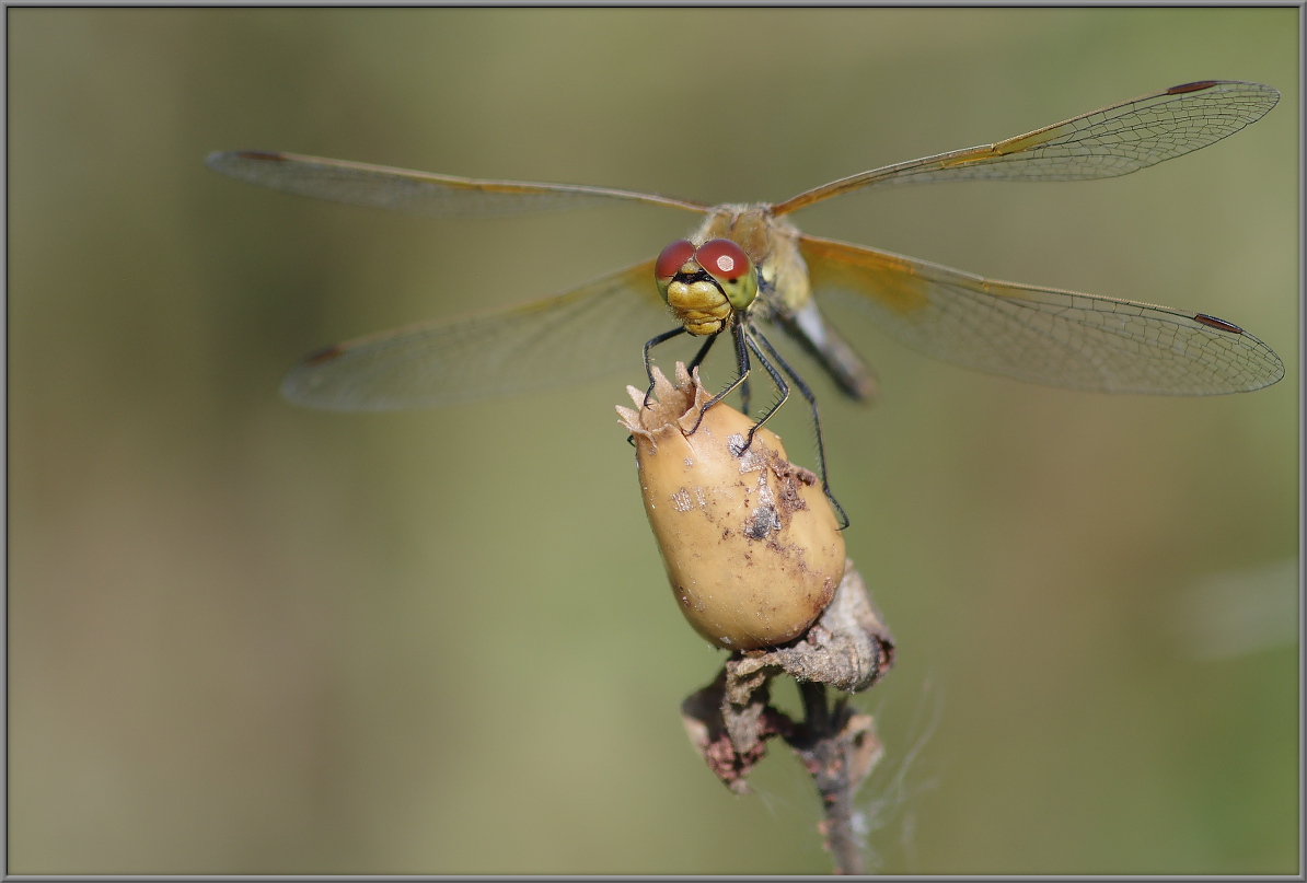 Sympetrum flaveolum