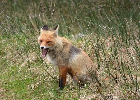 лиса зевает