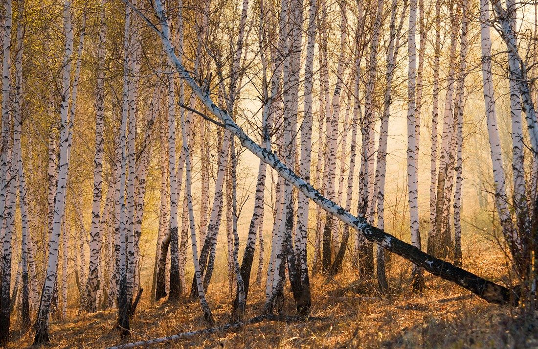 Утро в березовой роще