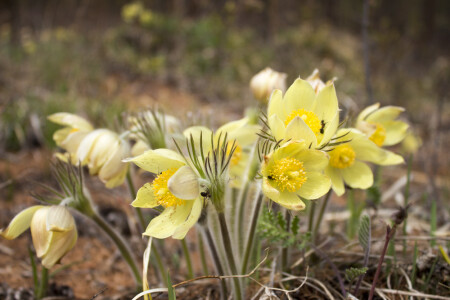 Прострел желтеющий
