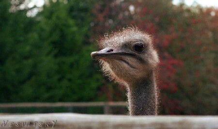 Экопарк. Страус