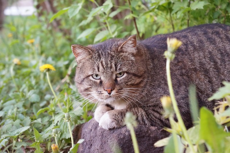 Котэ Василий