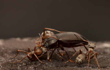 Охота стаей.