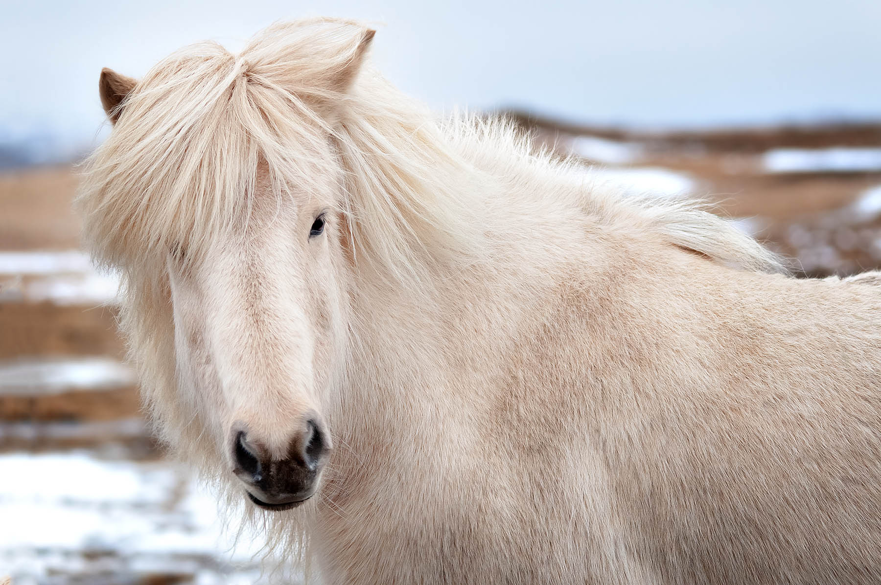 Icelandic horse