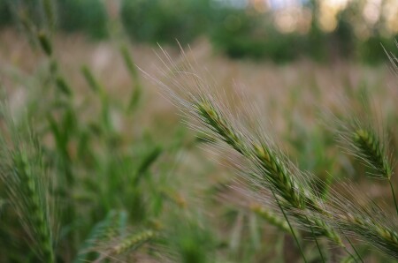&amp;quot;Пушистое&amp;quot; поле