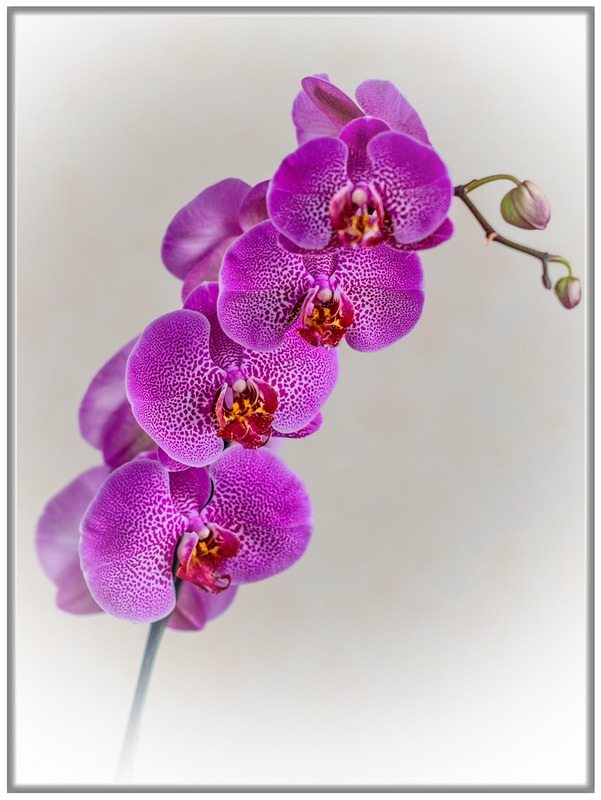 Орхидея Phalaenopsis