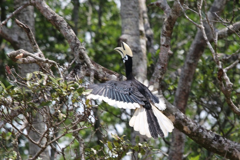 птица носорог (oriental pied hornbill)