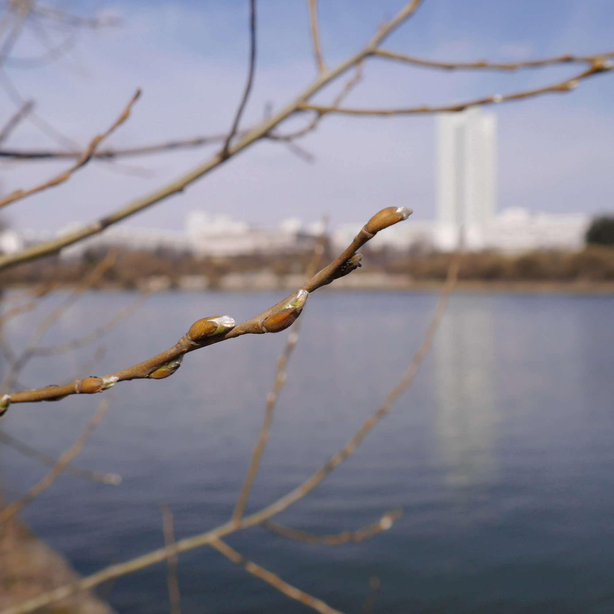 Весна в городе