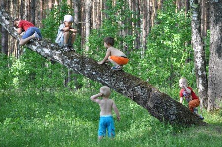 Мишки в лесу