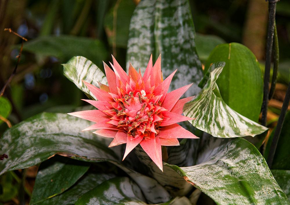 Эхмея (Aechmea) 2