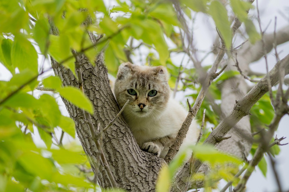 Лесной житель