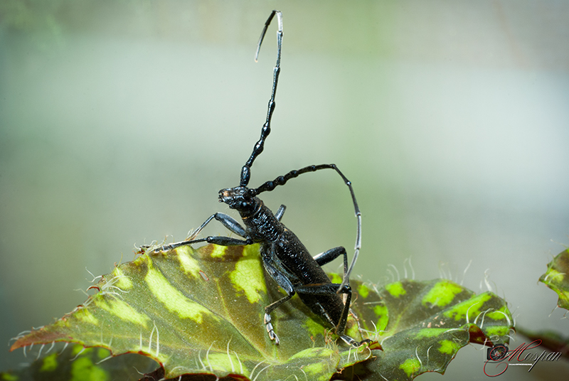 Cerambycidae