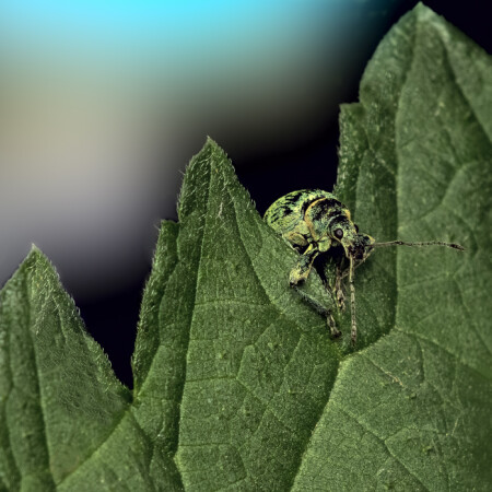 &amp;quot;Служебная лестница&amp;quot;