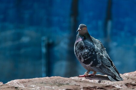 Голубь у фонтана. А где вода то?