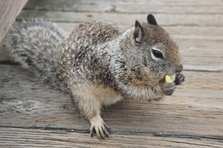 ради сладкого я согласна на фото-сессию