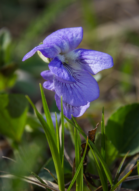 Primula