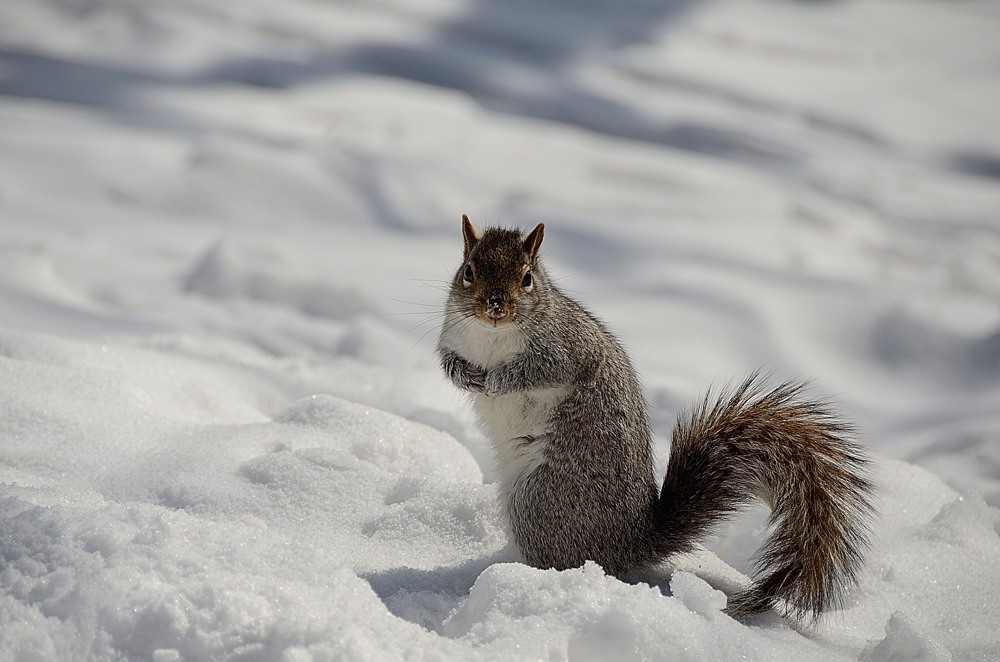 Montreal Squirrel