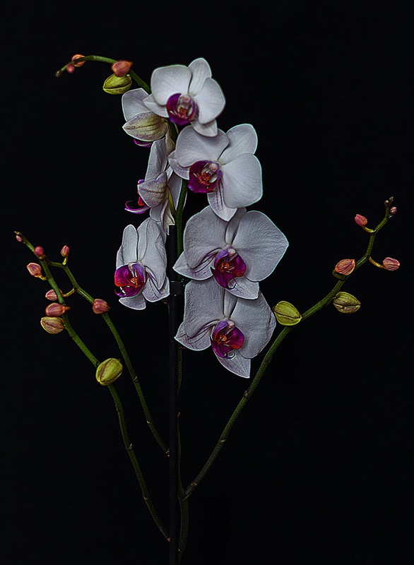 Орхидея Phalaenopsis