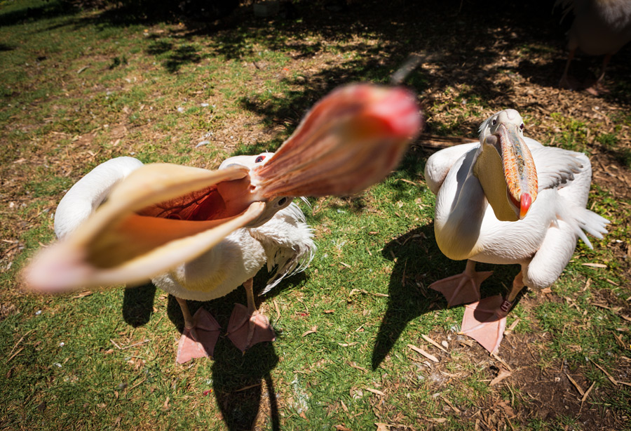 Jerusalem Zoo