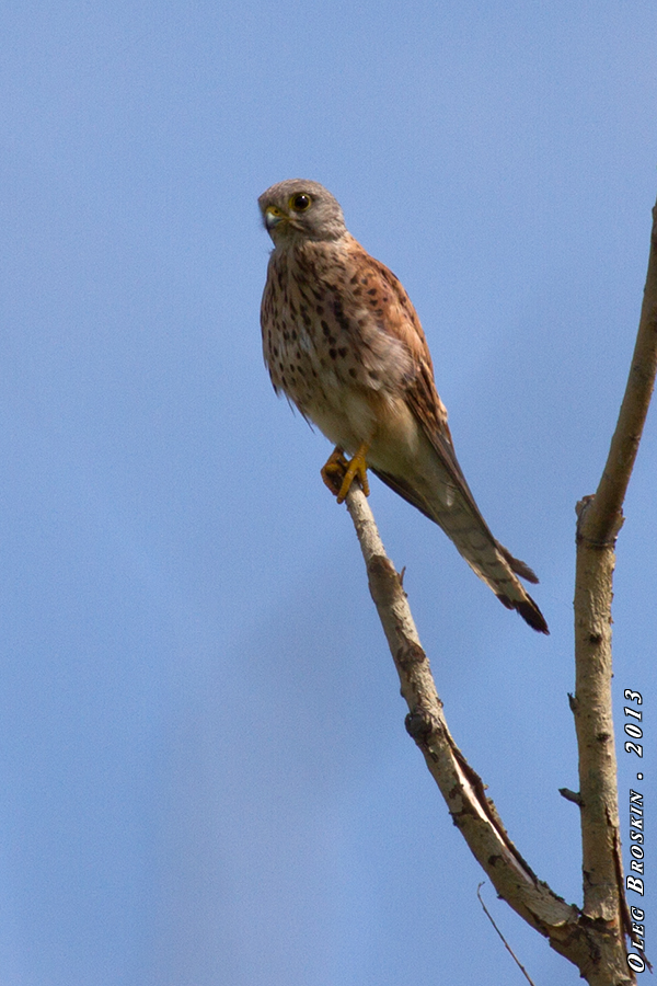 Пустельга (Falco tinnunculus).